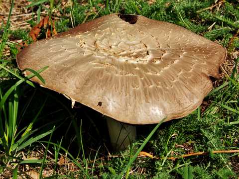 草地上的大蘑菇