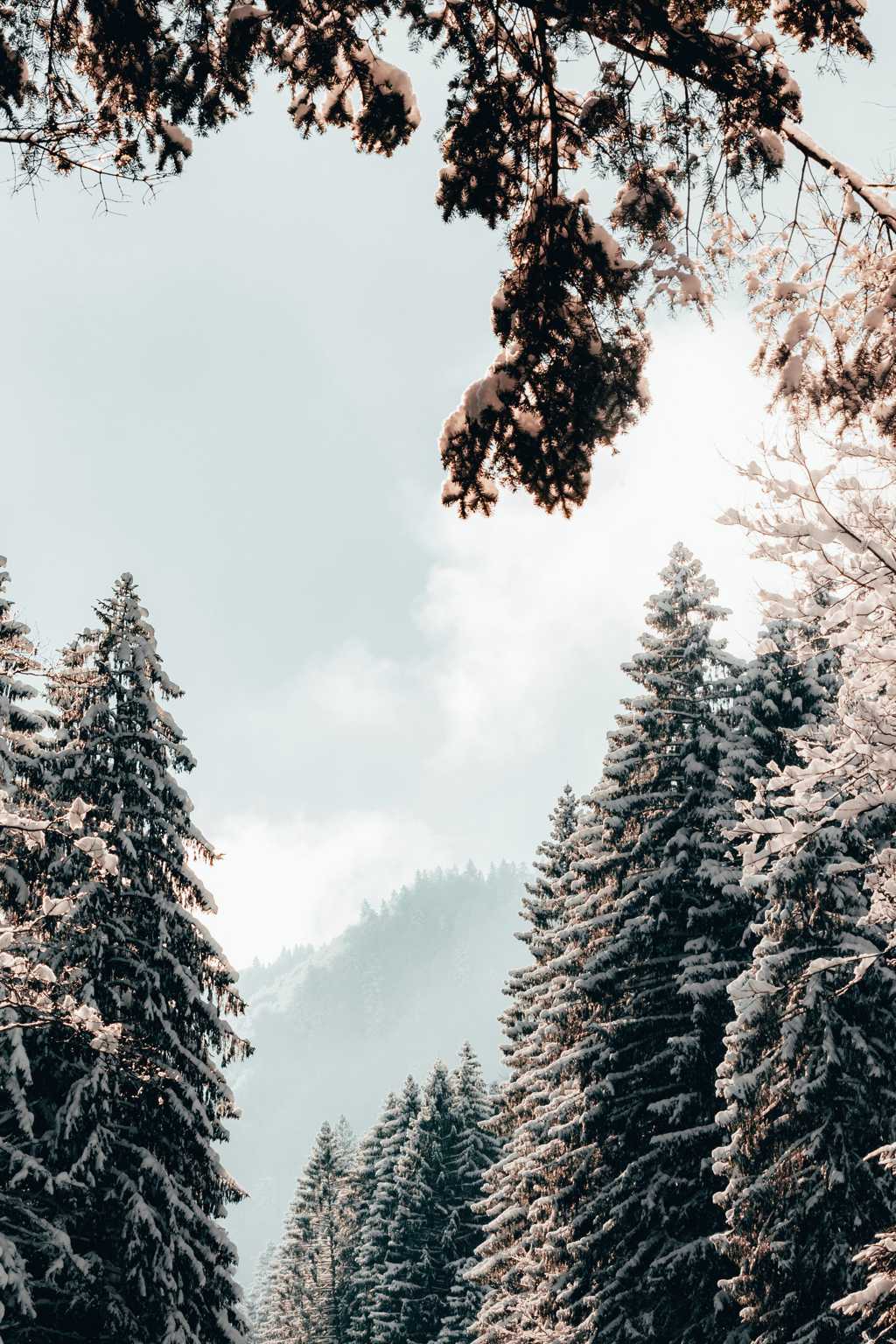 冬日树林雾凇景观