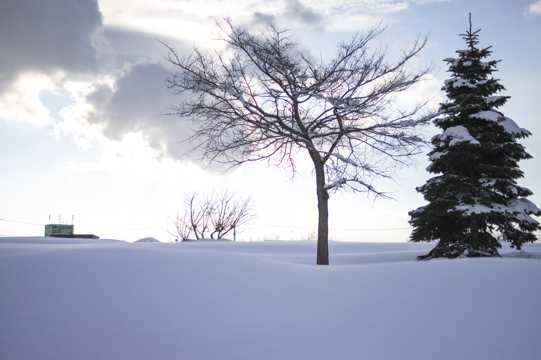 冬日雪地上的树