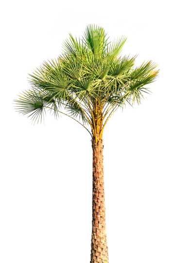 高耸的棕榈树图片