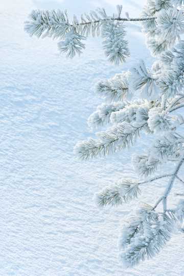 白雪覆盖的松枝图片