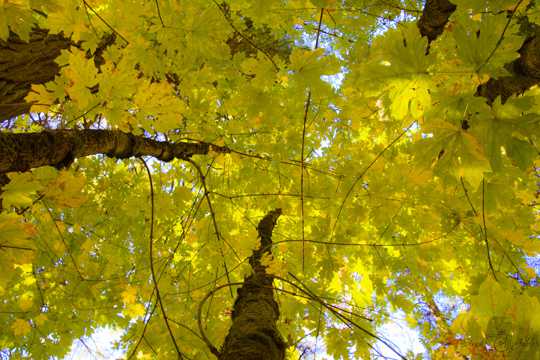 秋日树木枯叶俯瞰图片