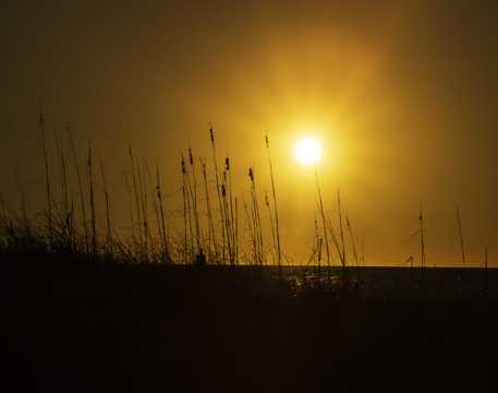 夕阳下的芦苇草剪影图片