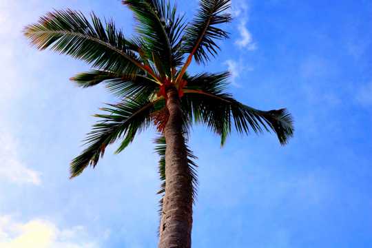 蓝天下绿色棕榈树图片
