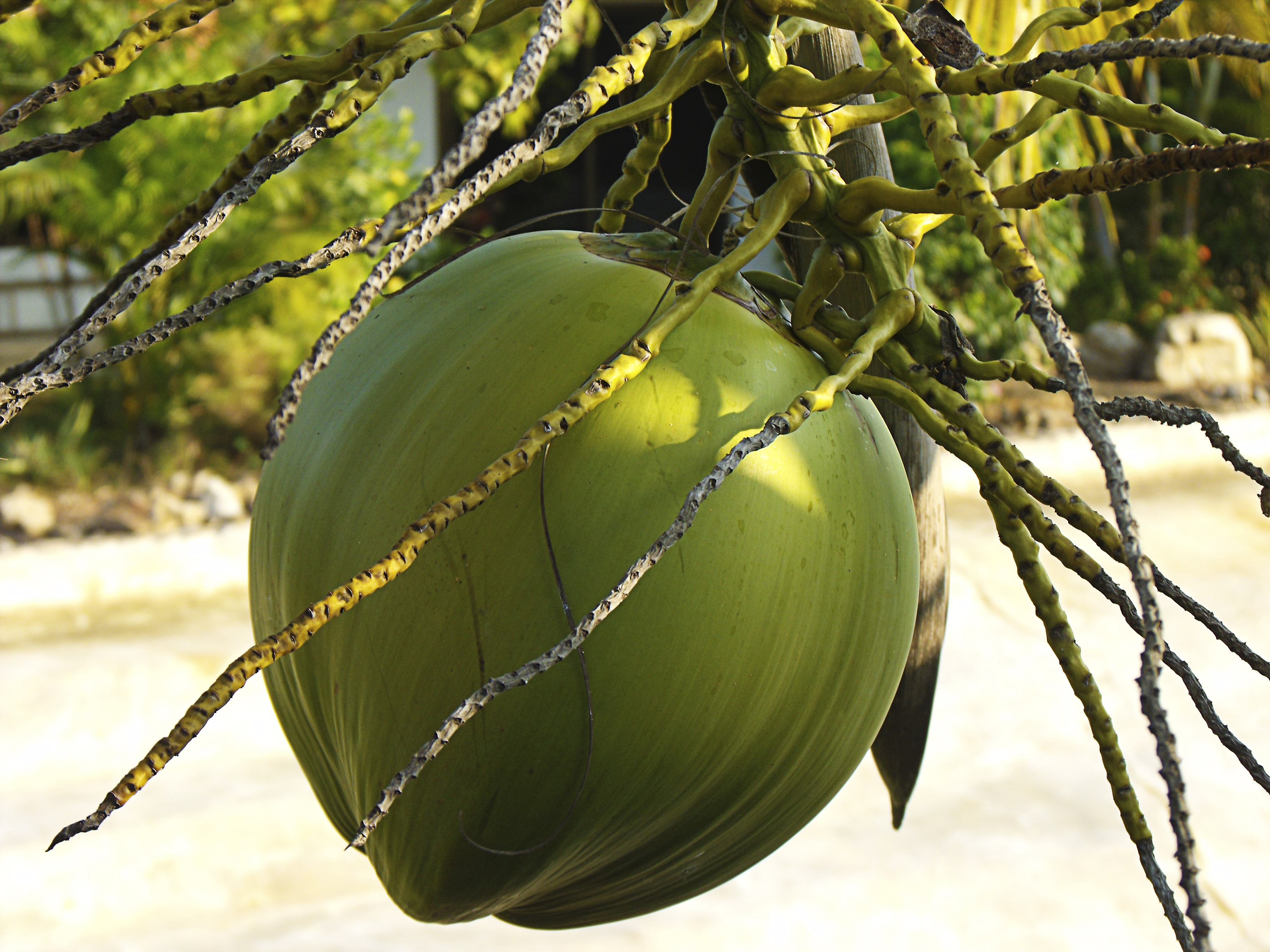 椰子 椰子树 - Pixabay上的免费照片 - Pixabay