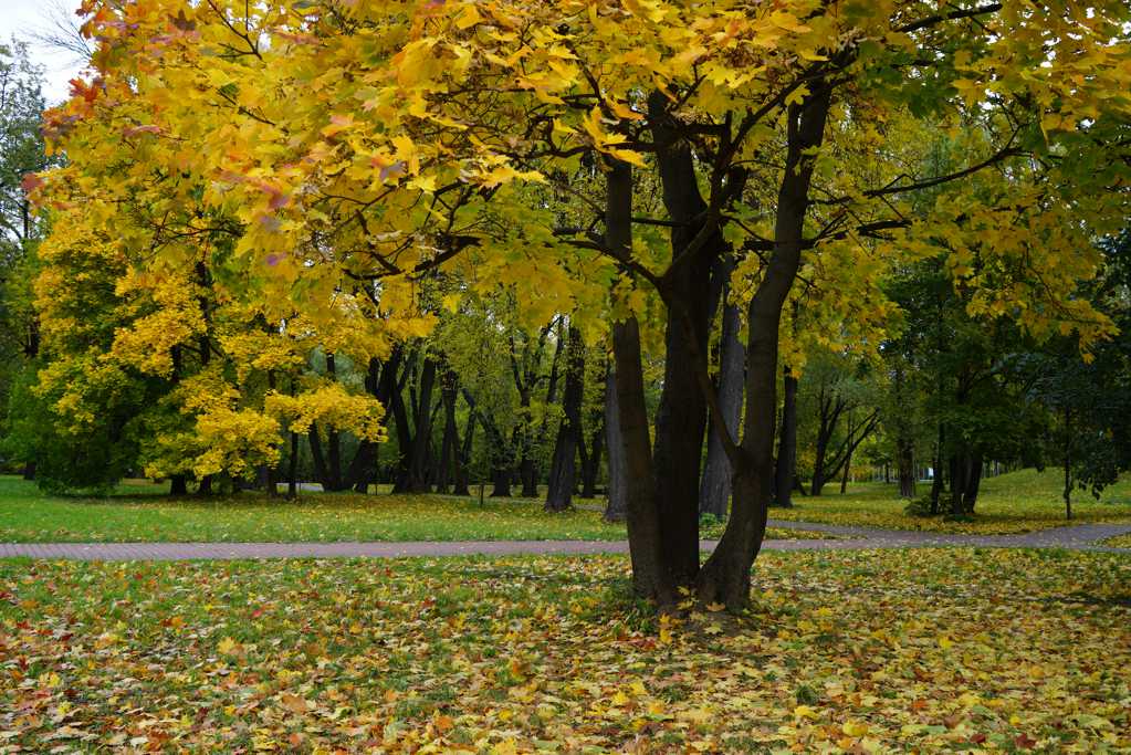 秋日的俄罗斯自然风光图片