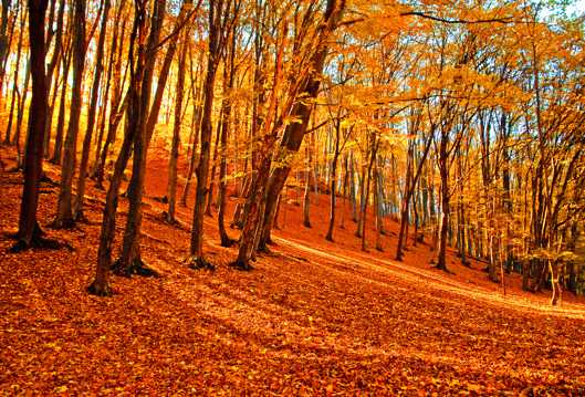 唯美的秋季森林图片