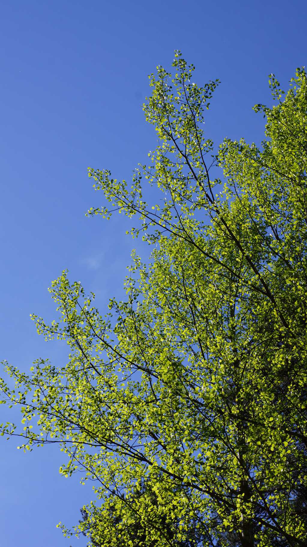 春日的杨树图片