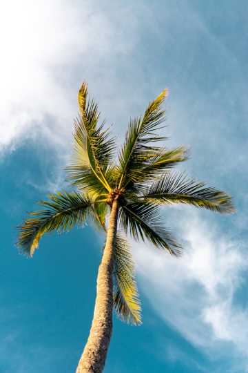 蓝天云朵下的棕榈树图片