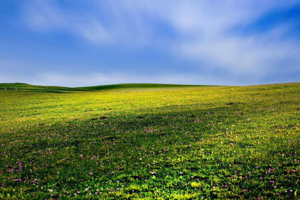 春日的草地光景图片