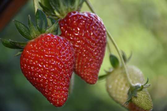 红草莓成熟图片