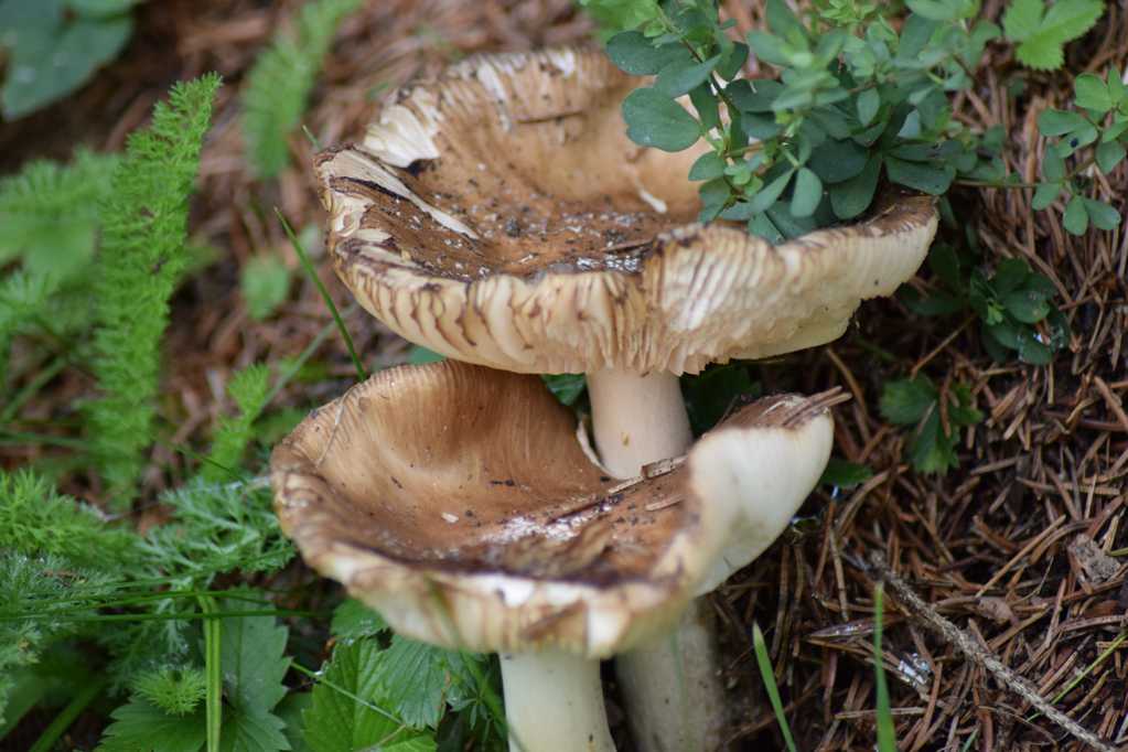 野生真菌菇图片