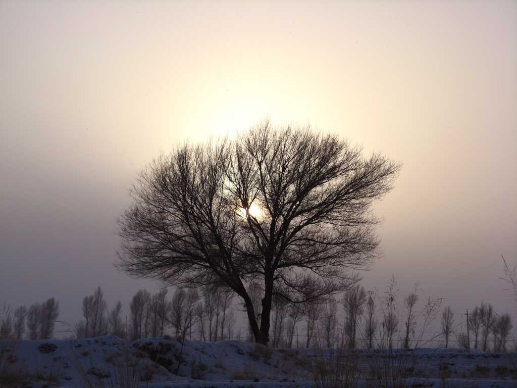 夕阳树木剪影图片