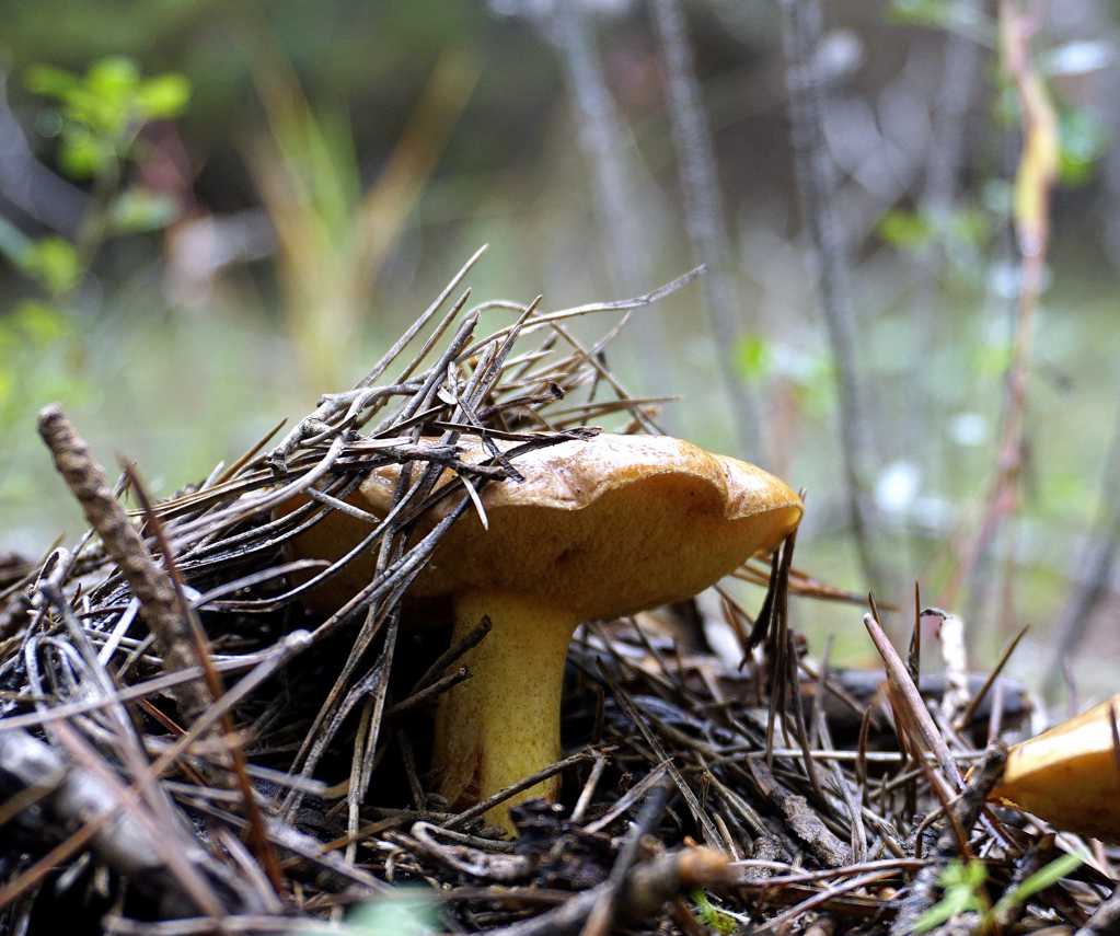 丛林生长的野生菌菇图片