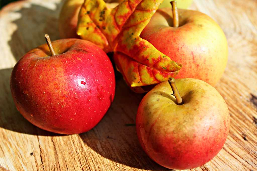 秋季的苹果