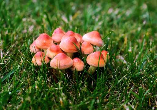 草坪上的小蘑菇图片