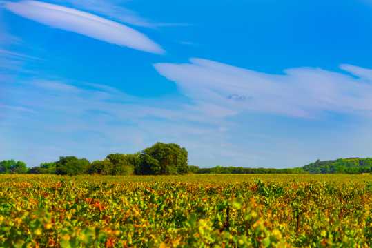 蓝天下葡萄园景物图片