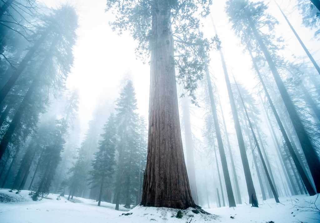 魁梧树木晨雾风光图片