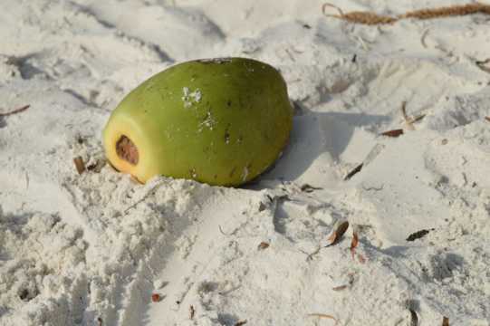 鲜甜可口的绿色椰子