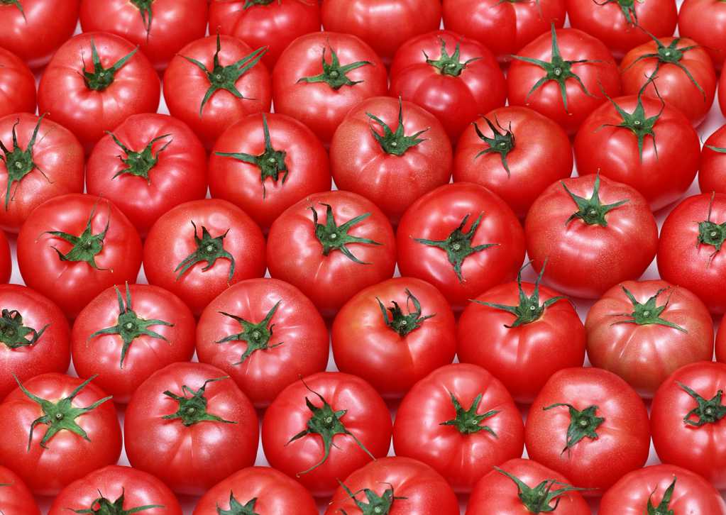 红红的小番茄图片