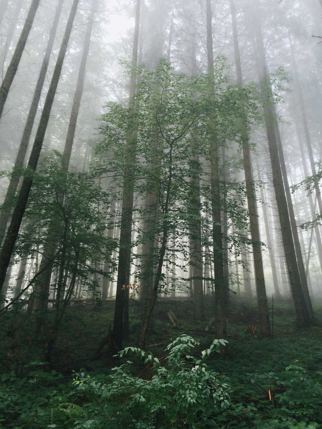 雾气缭绕的树林