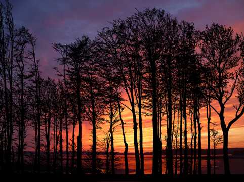 夕阳树木剪影景致图片