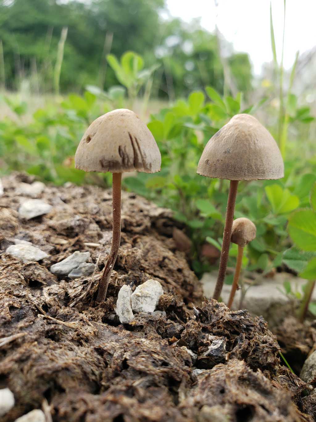 野外的小蘑菇