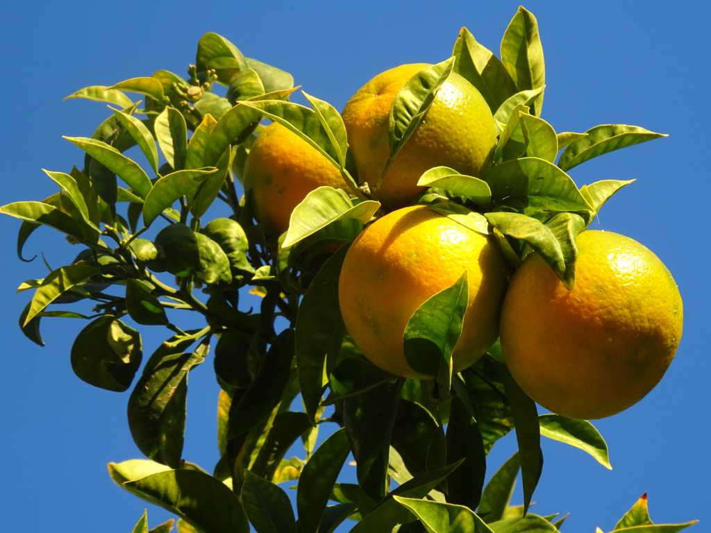 枝头上成熟柑橘图片