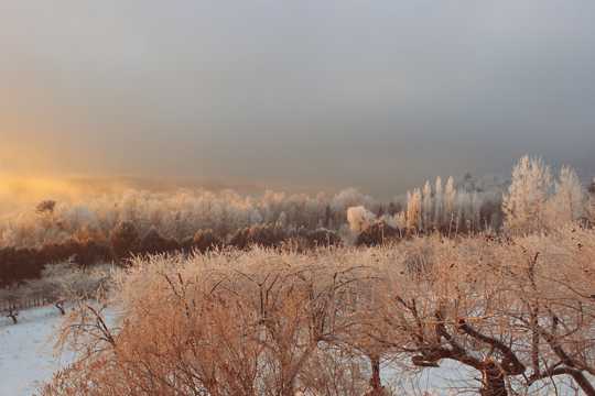 冬日结霜的树木图片