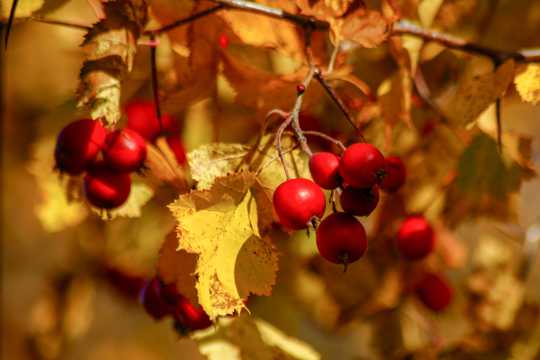 秋天成熟的红浆果图片