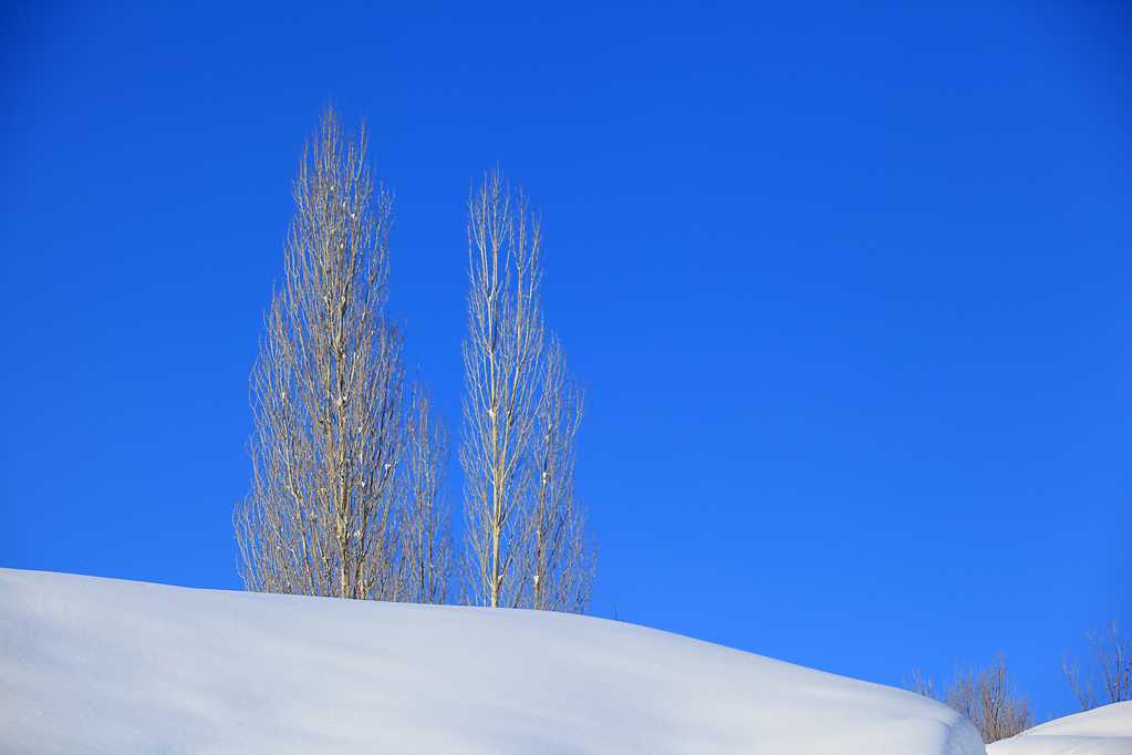 清新的新疆阿勒泰雪景图片