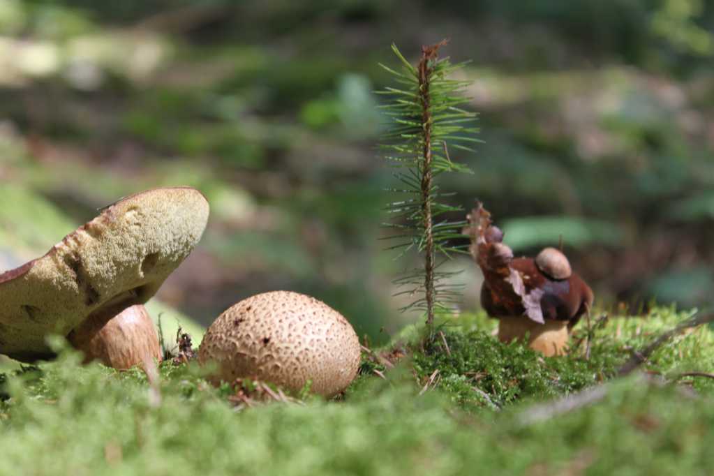 野生草坪蘑菇图片
