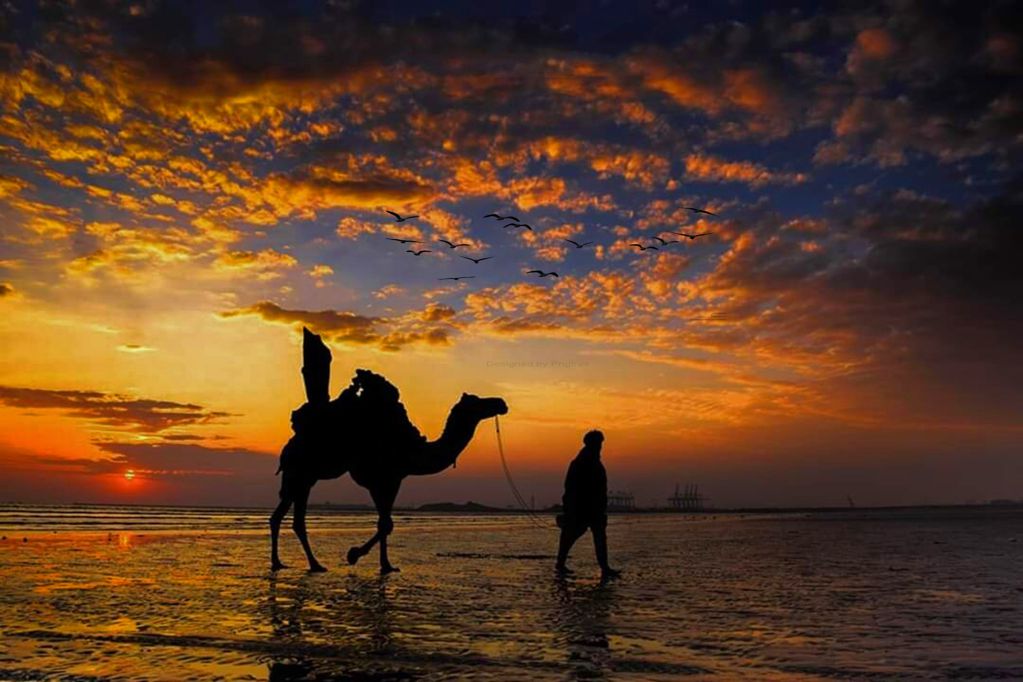 夕阳下的单峰骆驼