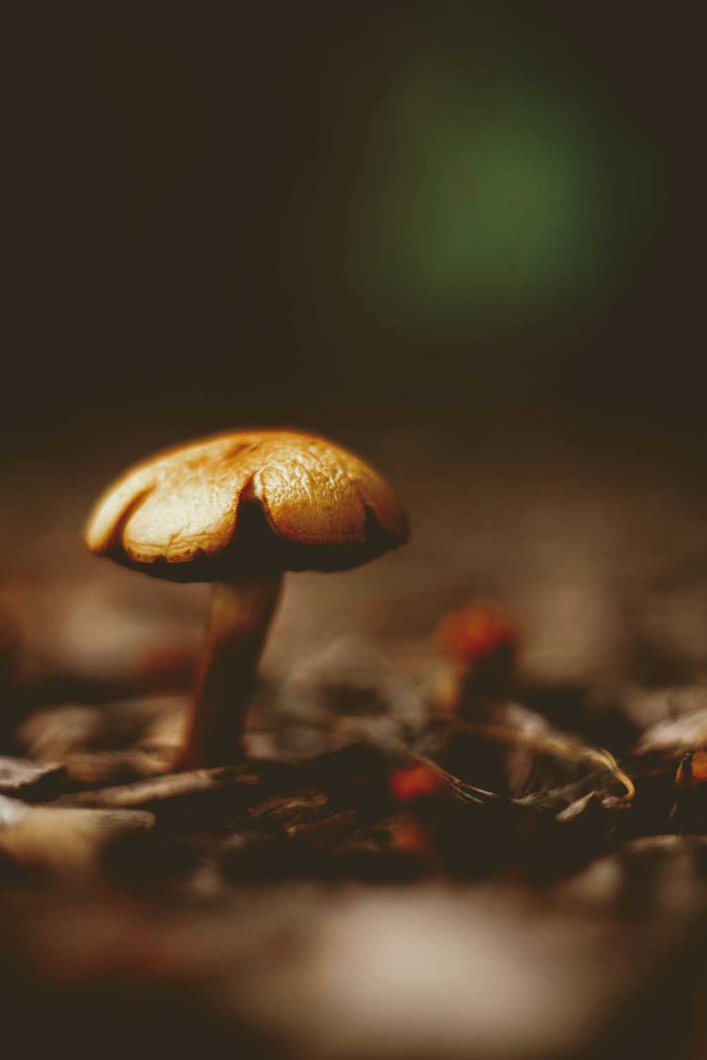非主流野生蘑菇图片