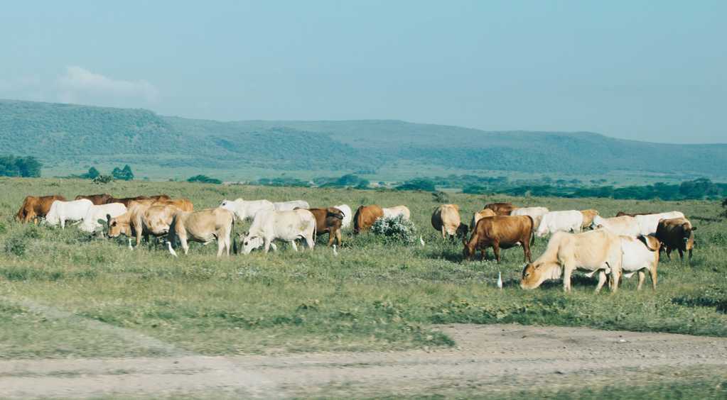 草场的牛群
