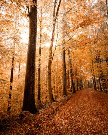 秋天森林美景图片