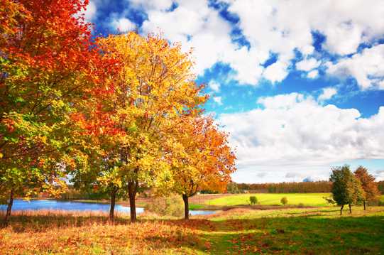 秋日里的枫树景观