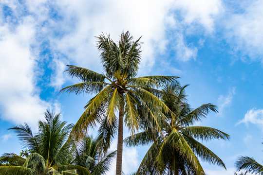 越南热带棕榈树图片