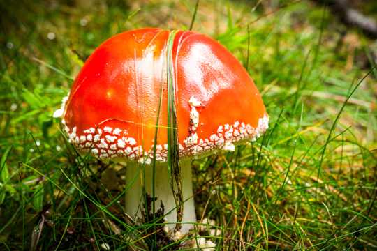草场野生红色毒蘑菇图片