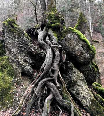 石头上的老树根