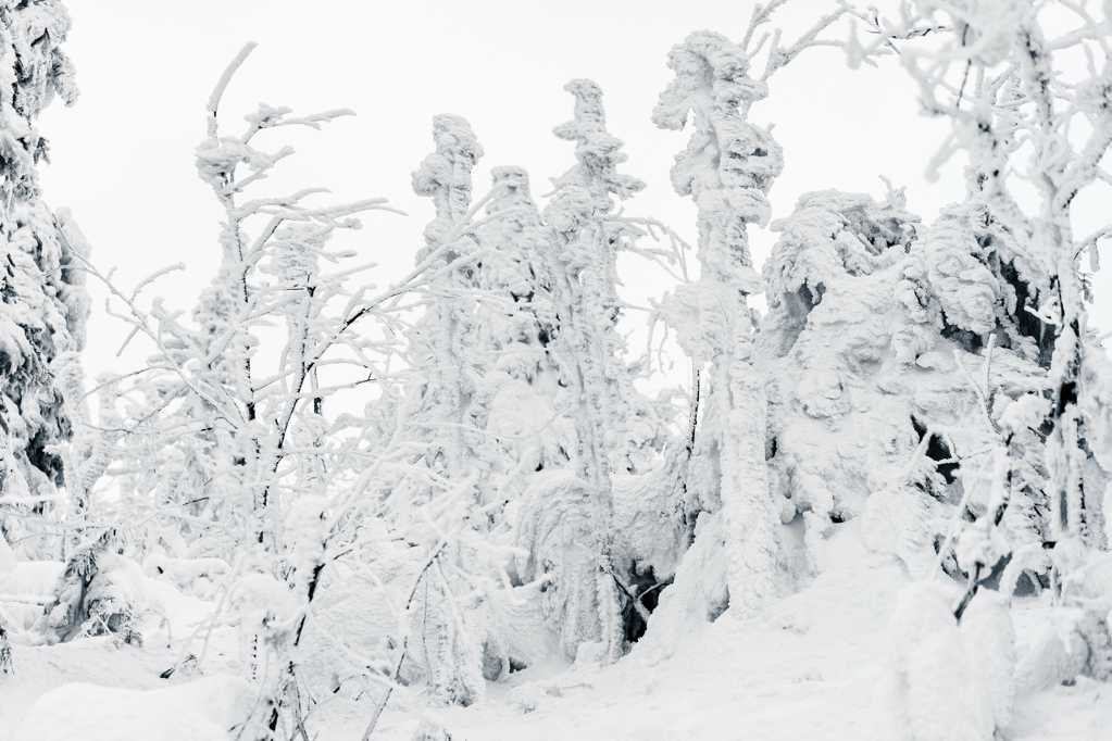 冬日白雪覆盖的光景图片