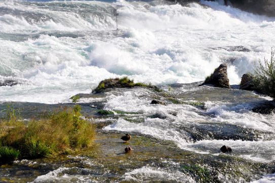 气势磅礴的瑞士莱茵瀑布图片