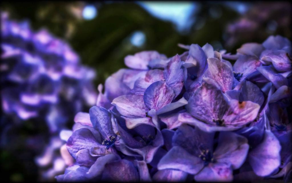 梦幻般的紫色花Mac壁纸