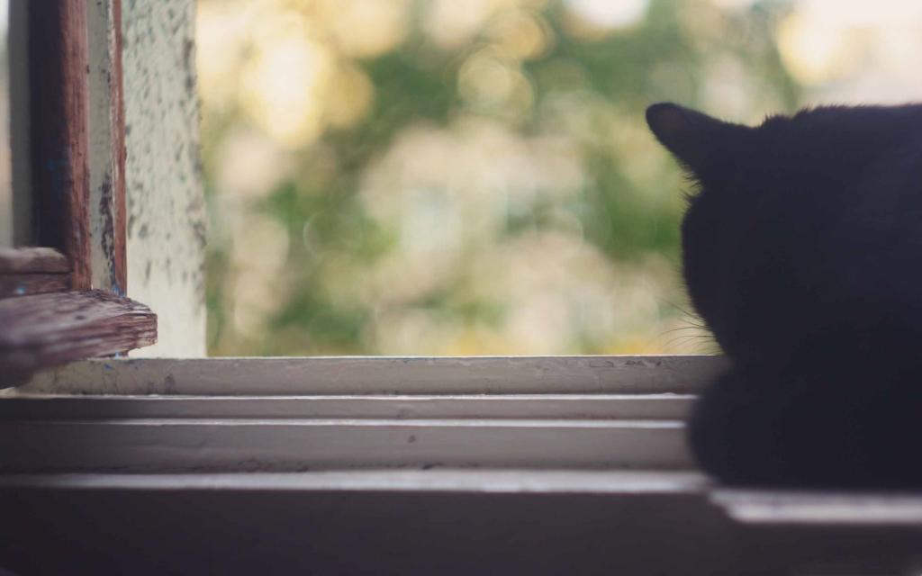 黑猫近窗口的Mac壁纸