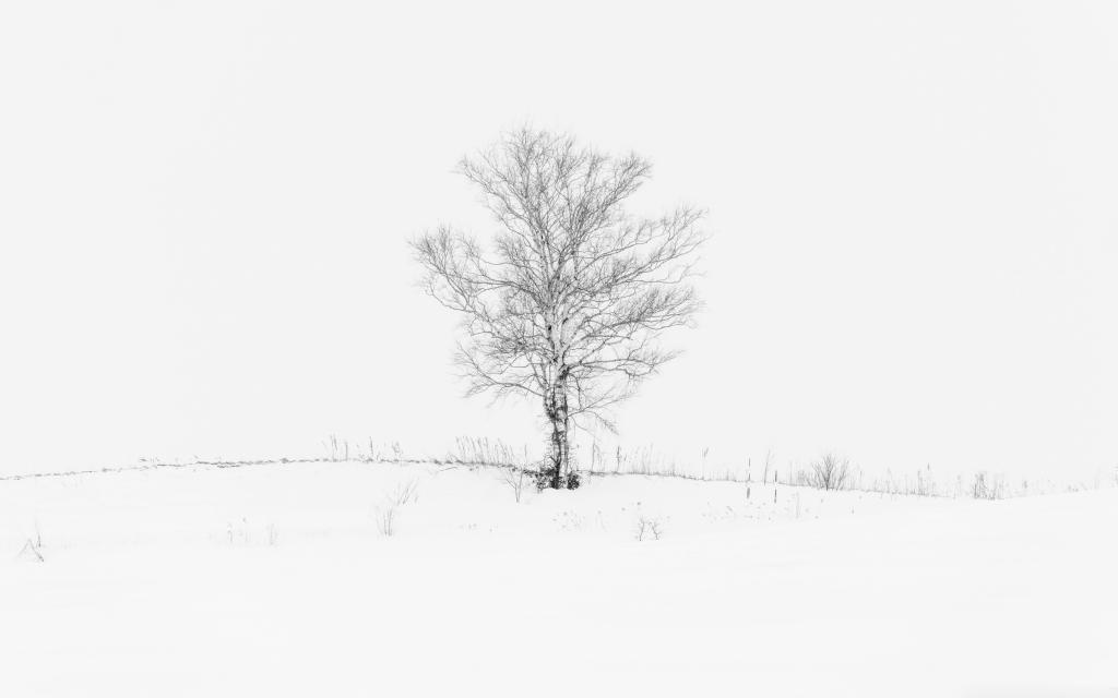 孤独的树Mac壁纸
