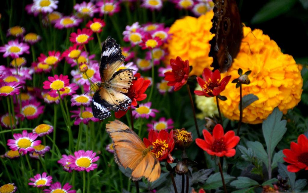 蝴蝶和七彩花朵Mac壁纸