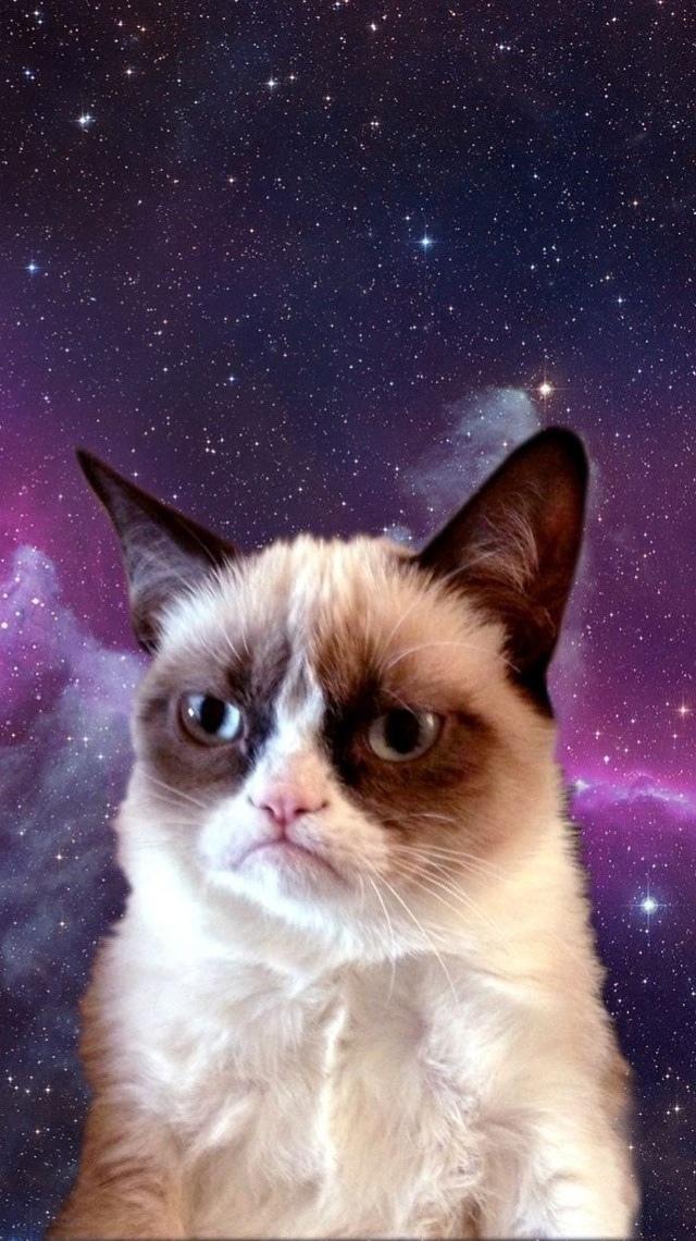 脾气暴躁的猫空间iPhone 5壁纸