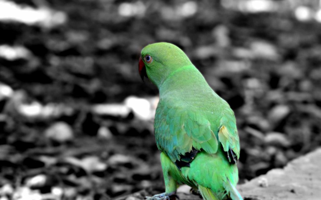 绿色鹦鹉Mac壁纸