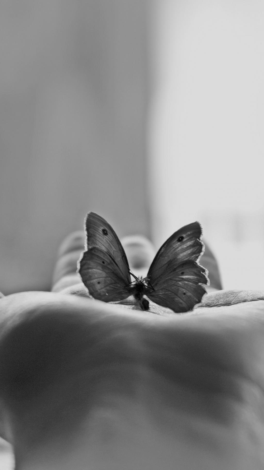 蝴蝶在我的棕榈iPhone 6+高清壁纸
