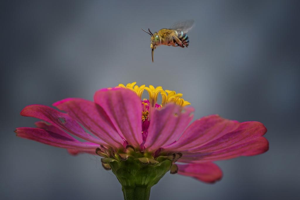 小蜜蜂采蜜摄影写真